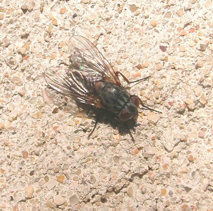 Muscina stabulans F (Muscidae)